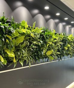 Tiểu cảnh tường trong nhà, tiểu cảnh vách tường