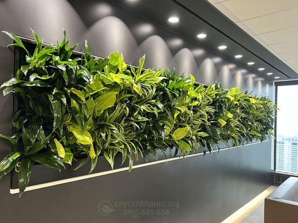 tieu-canh-tuong-trong-nha Tiểu cảnh tường trong nhà, tiểu cảnh vách tường