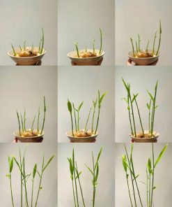 Cách kích mầm cây gừng