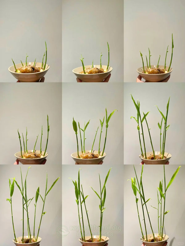 Cách kích mầm cây gừng