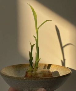 Cách trồng gừng thủy canh