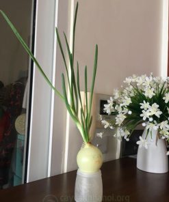 Cách trồng hành tây ngừa cảm cúm – mẹo mẹ và bé