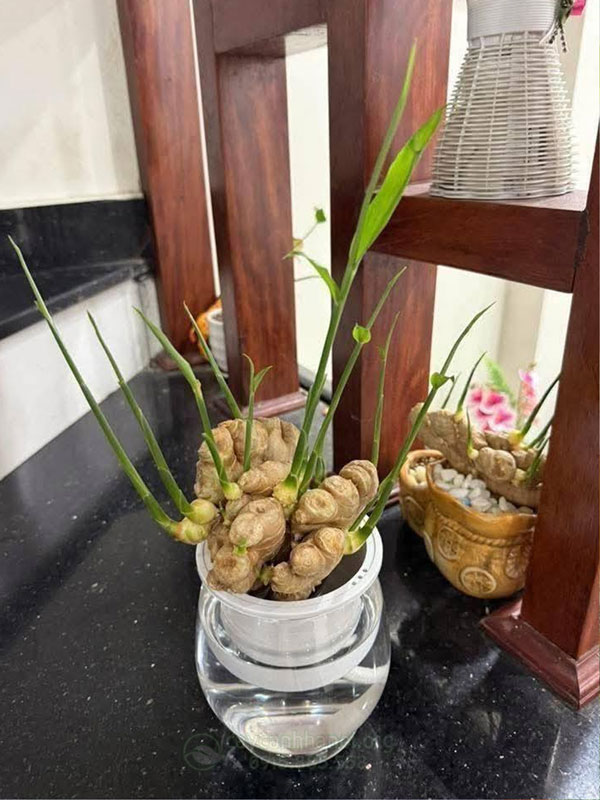 Chậu gừng thủy sinh hội tụ đầy đủ các yếu tố ngũ hành