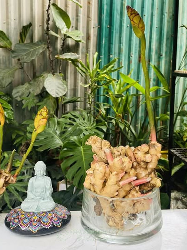 Chậu gừng thủy sinh ra hoa