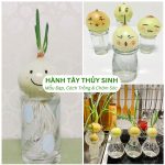 Cây Hành Tây Thuỷ Sinh