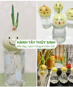Hành tây thủy sinh