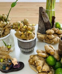 giá báng cây gừng thủy sinh đẹp