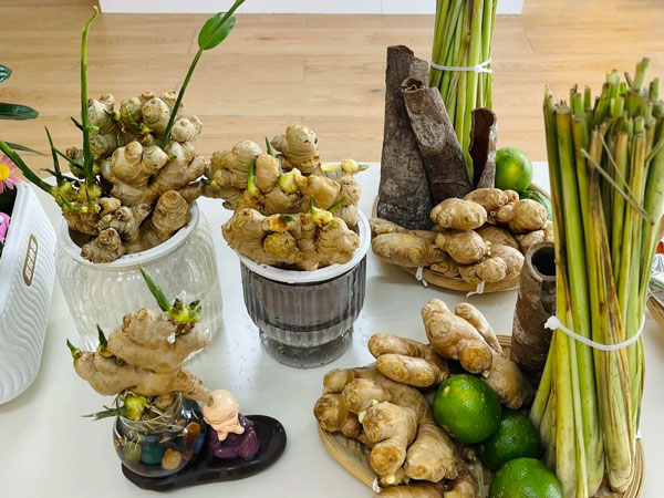 giá báng cây gừng thủy sinh đẹp