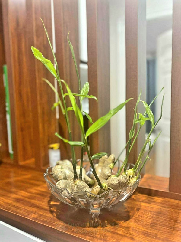 Gừng thủy canh trồng chậu thủy tinh đẹp