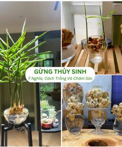 Gừng thủy sinh