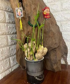 Gừng bonsai thủy canh mini làm cây để bàn phong thủy