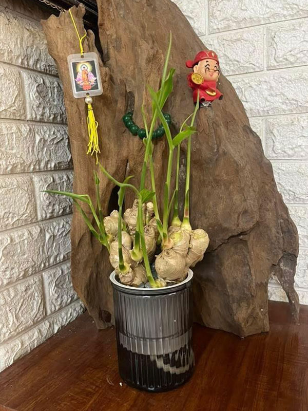Gừng bonsai thủy canh mini làm cây để bàn phong thủy