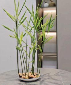 Gừng thủy sinh trồng trong nhà không cần đất dễ chăm sóc, có giá trị thẩm mỹ cao