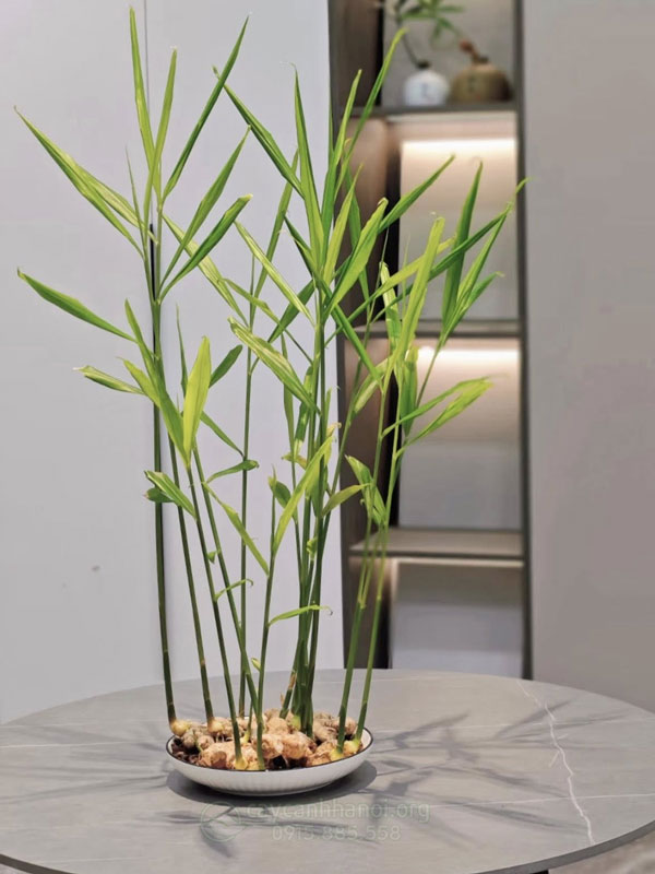 Gừng thủy sinh trồng trong nhà không cần đất dễ chăm sóc, có giá trị thẩm mỹ cao