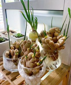 Gừng thủy sinh trồng làm cảnh mang đến may mắn tài lộc
