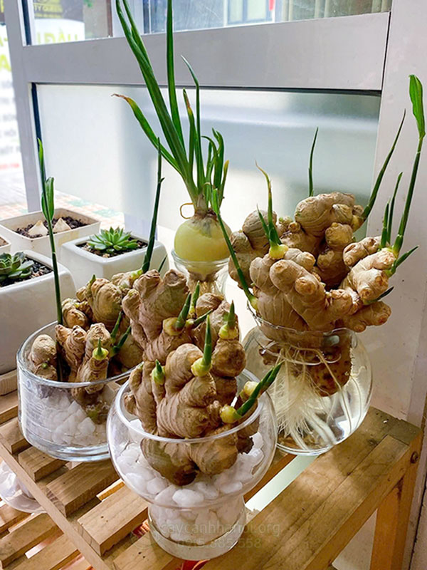 Gừng thủy sinh trồng làm cảnh mang đến may mắn tài lộc