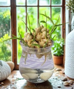 Gừng thủy sinh trồng trong bình thủy tinh để bàn làm việc