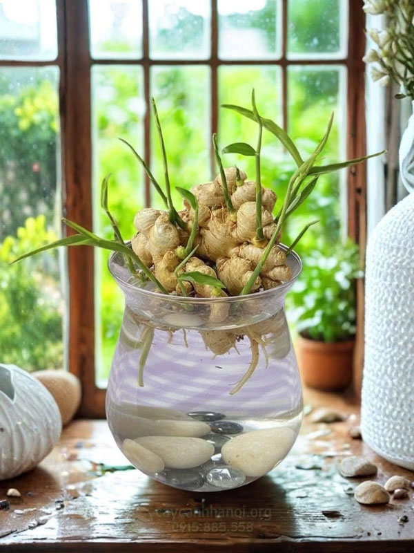 Gừng thủy sinh trồng trong bình thủy tinh để bàn làm việc