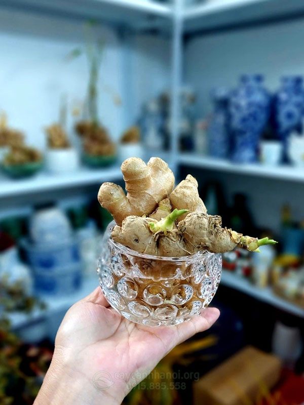 Gừng trồng trong nước để bàn quán cà phê