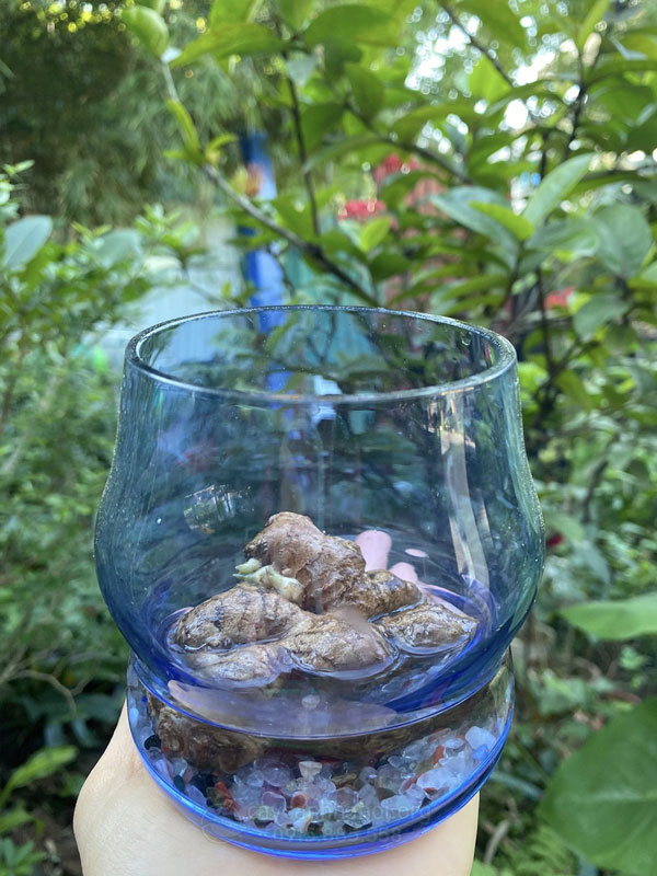 Gừng trong nước trang trí đẹp