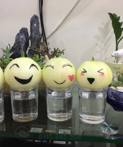 Hành tây thủy canh decor ngộ nghĩnh