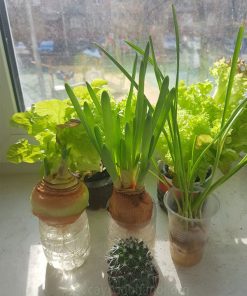 Hành tây thủy sinh bị teo sau thời gian trồng