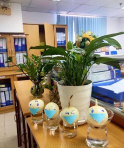 Hành tây thủy sinh trồng trong cốc thủy tinh trang trí bàn làm việc