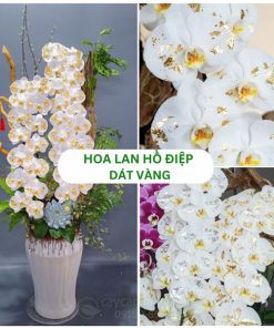 Hoa lan hồ điệp dát vàng