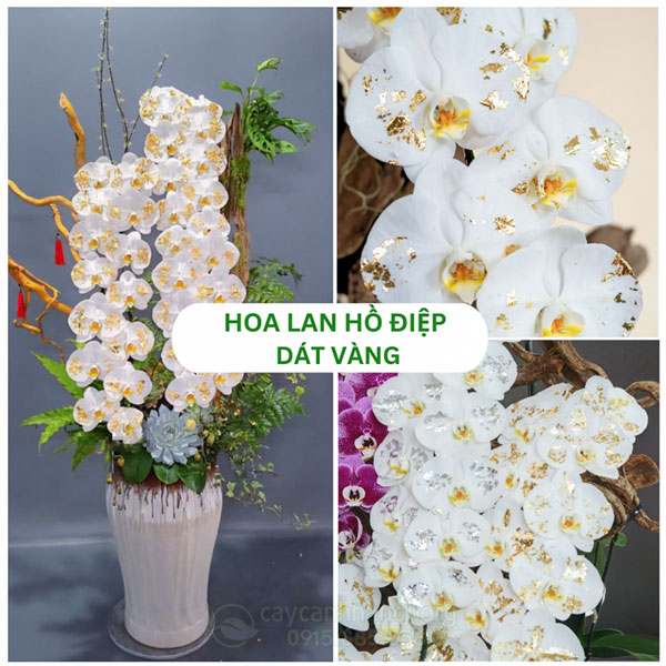 Hoa lan hồ điệp dát vàng