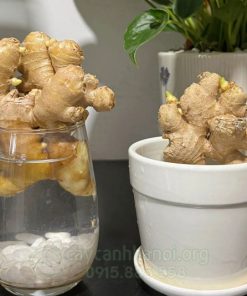 Hướng dẫn cách chăm sóc cây gừng thủy sinh