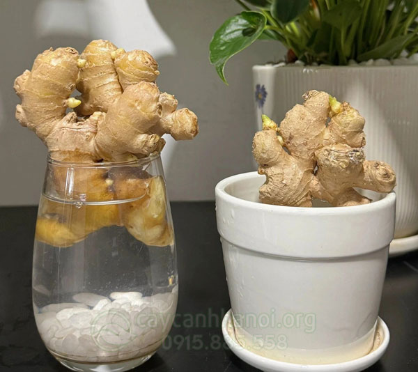 Hướng dẫn cách chăm sóc cây gừng thủy sinh