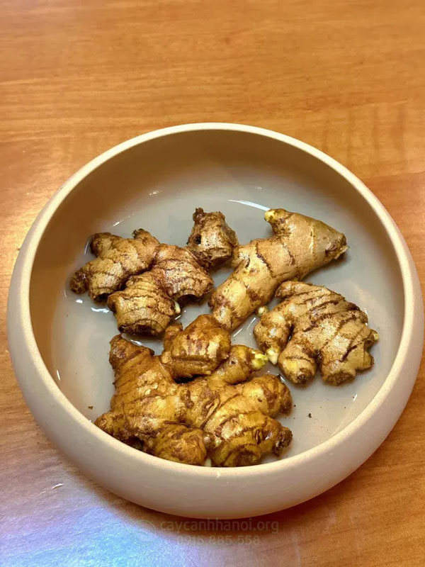 Hướng dẫn cách trồng gừng thủy sinh