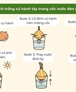 Hướng dẫn cách trồng hành tây trong cốc nước