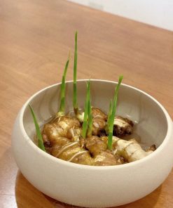 Lợi ích của việc trồng gừng trong nước làm cảnh