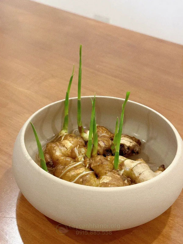 Lợi ích của việc trồng gừng trong nước làm cảnh