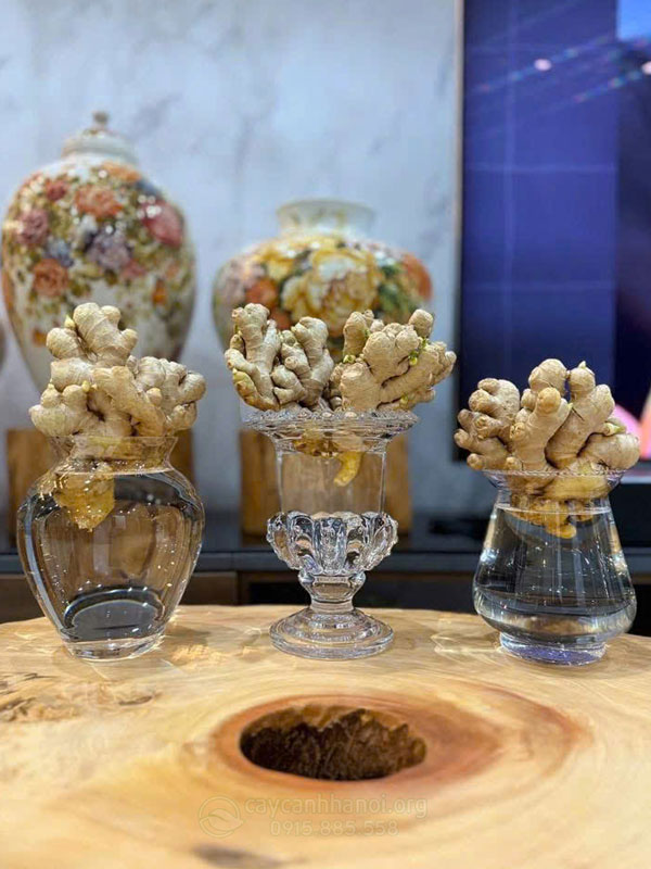 Mẫu gừng thủy canh mini để bàn đẹp