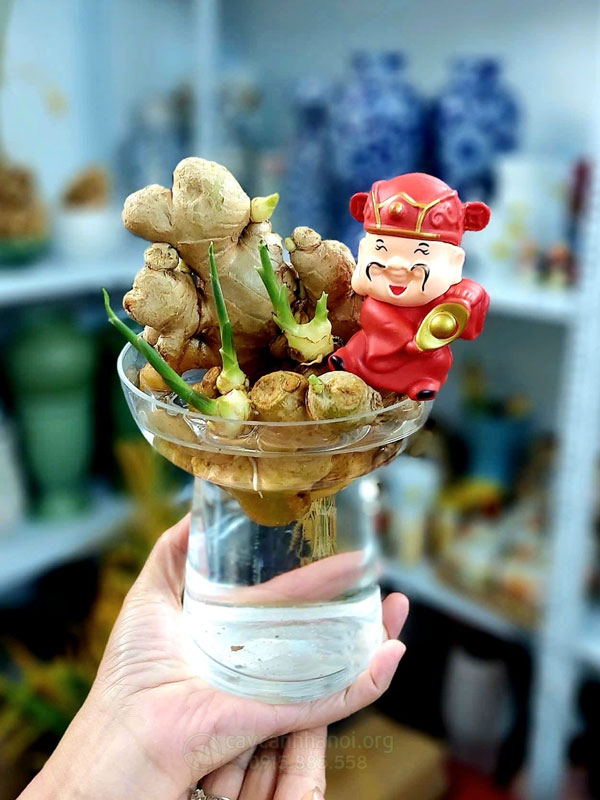 Mẫu gừng thủy sinh mini để bàn thần tài