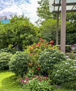 Sân vườn nhỏ phong cách nhiệt đới với cây xanh và hoa rực rỡ