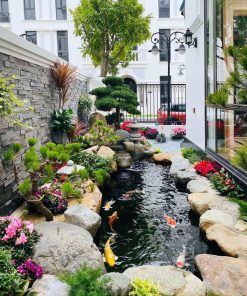 Hồ cá Koi trong sân vườn biệt thự với cầu gỗ và cây cảnh