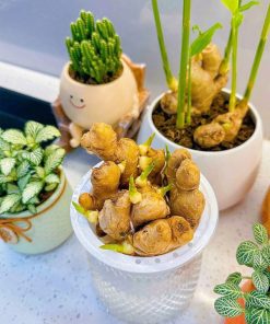 Trồng gừng thủy canh xua đuổi tà ma
