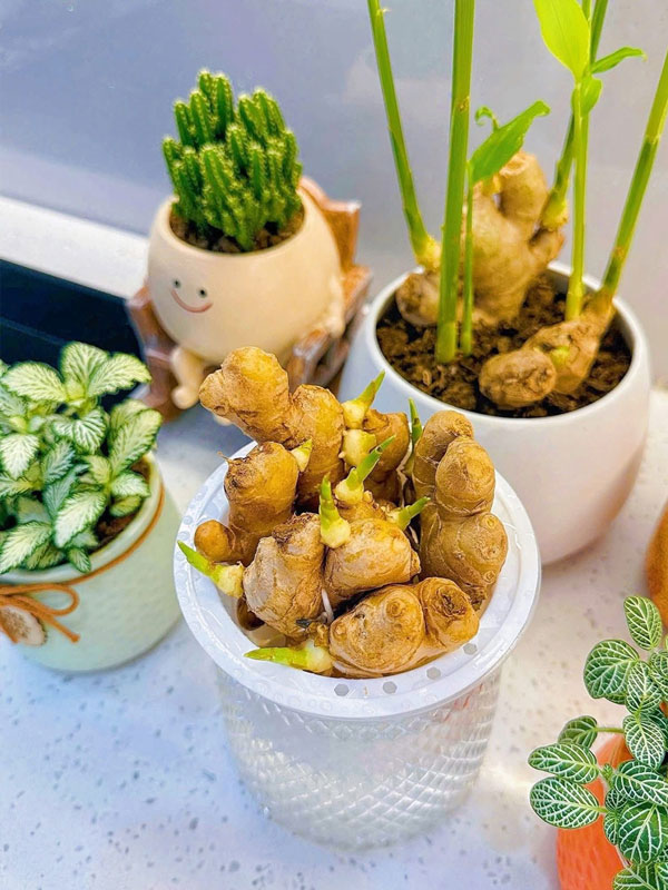 Trồng gừng thủy canh xua đuổi tà ma