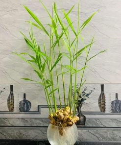 Trồng gừng thủy sinh mang đến phong thủy tốt