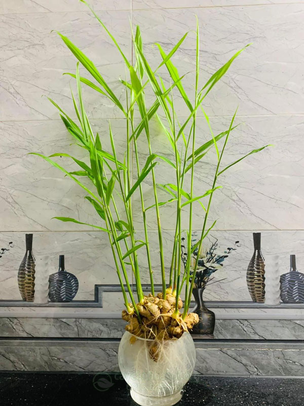 Trồng gừng thủy sinh mang đến phong thủy tốt