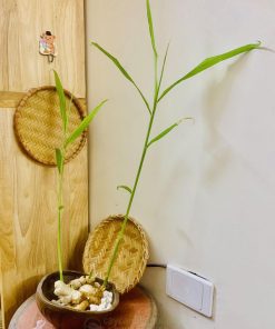 Trồng gừng thủy sinh nghệ thuật đẹp