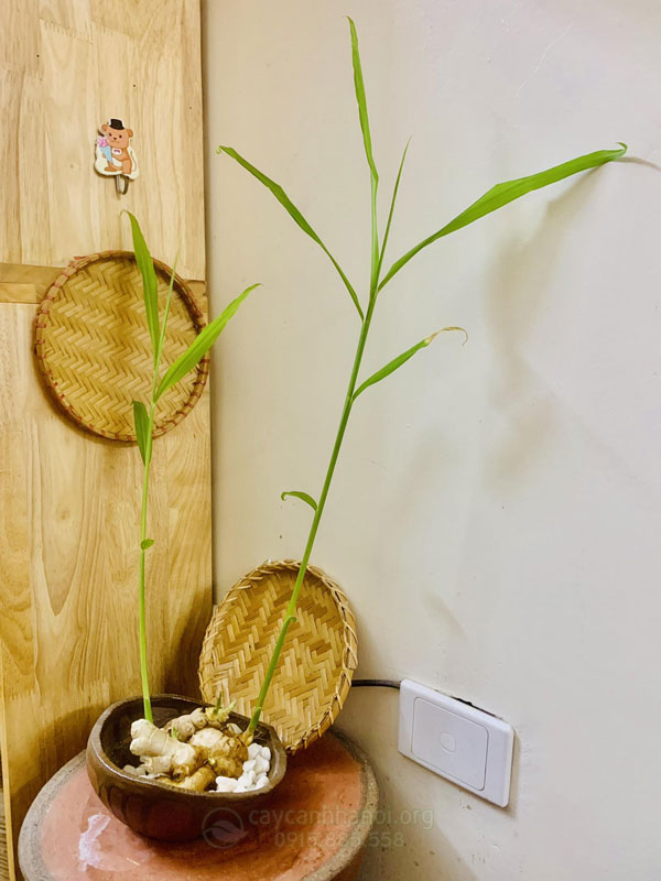 Trồng gừng thủy sinh nghệ thuật đẹp