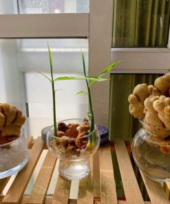 Trồng gừng thủy sinh thay đổi vận may