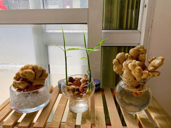 Trồng gừng thủy sinh thay đổi vận may