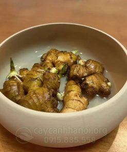 Trồng gừng trong nước có thể chơi từ 6 đến 12 tháng