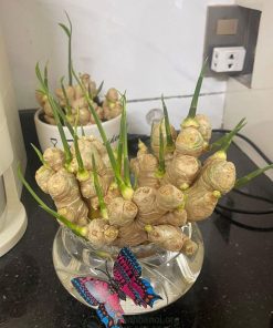 Trồng gừng cảnh trong nước không cần đất