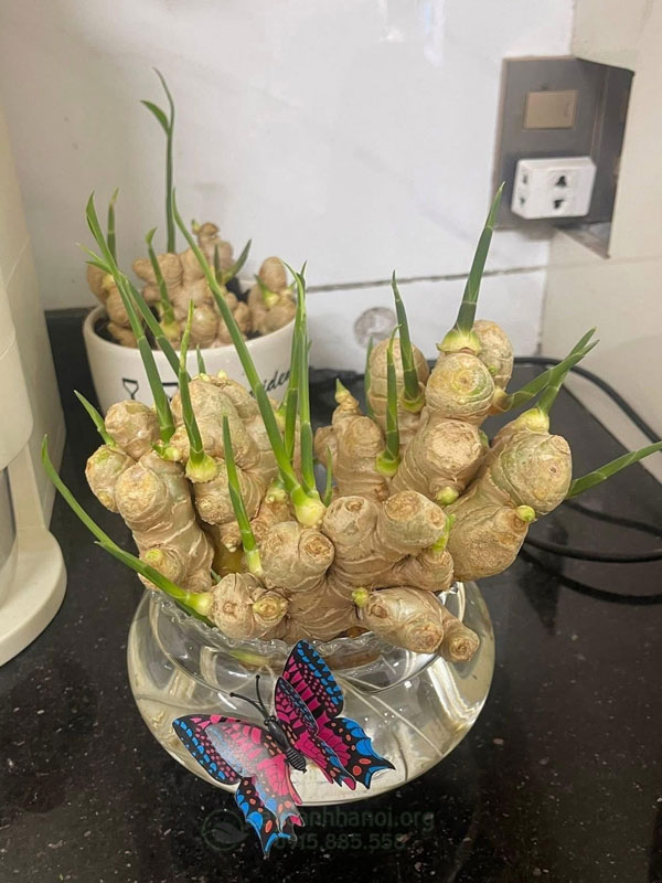 Trồng gừng cảnh trong nước không cần đất